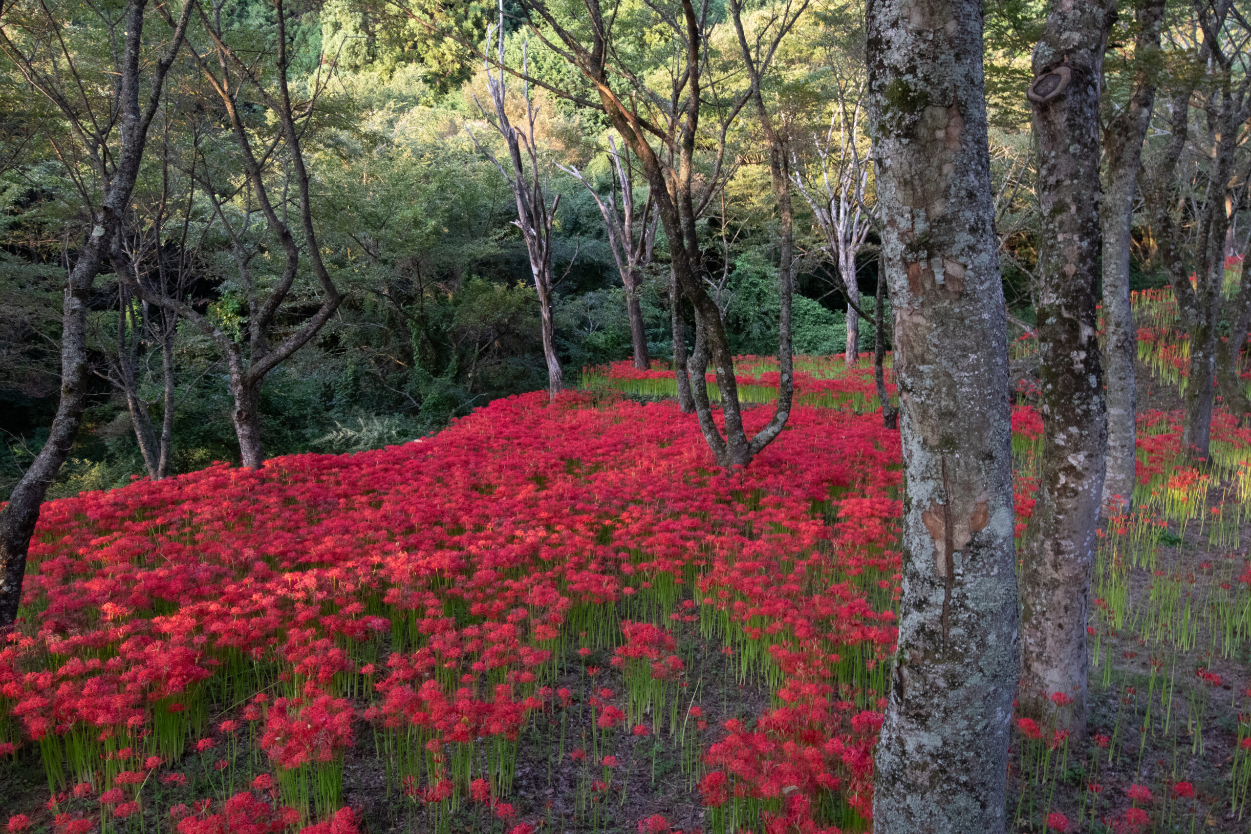 松山市窪野町の木々の間と斜面に群生する赤い彼岸花
