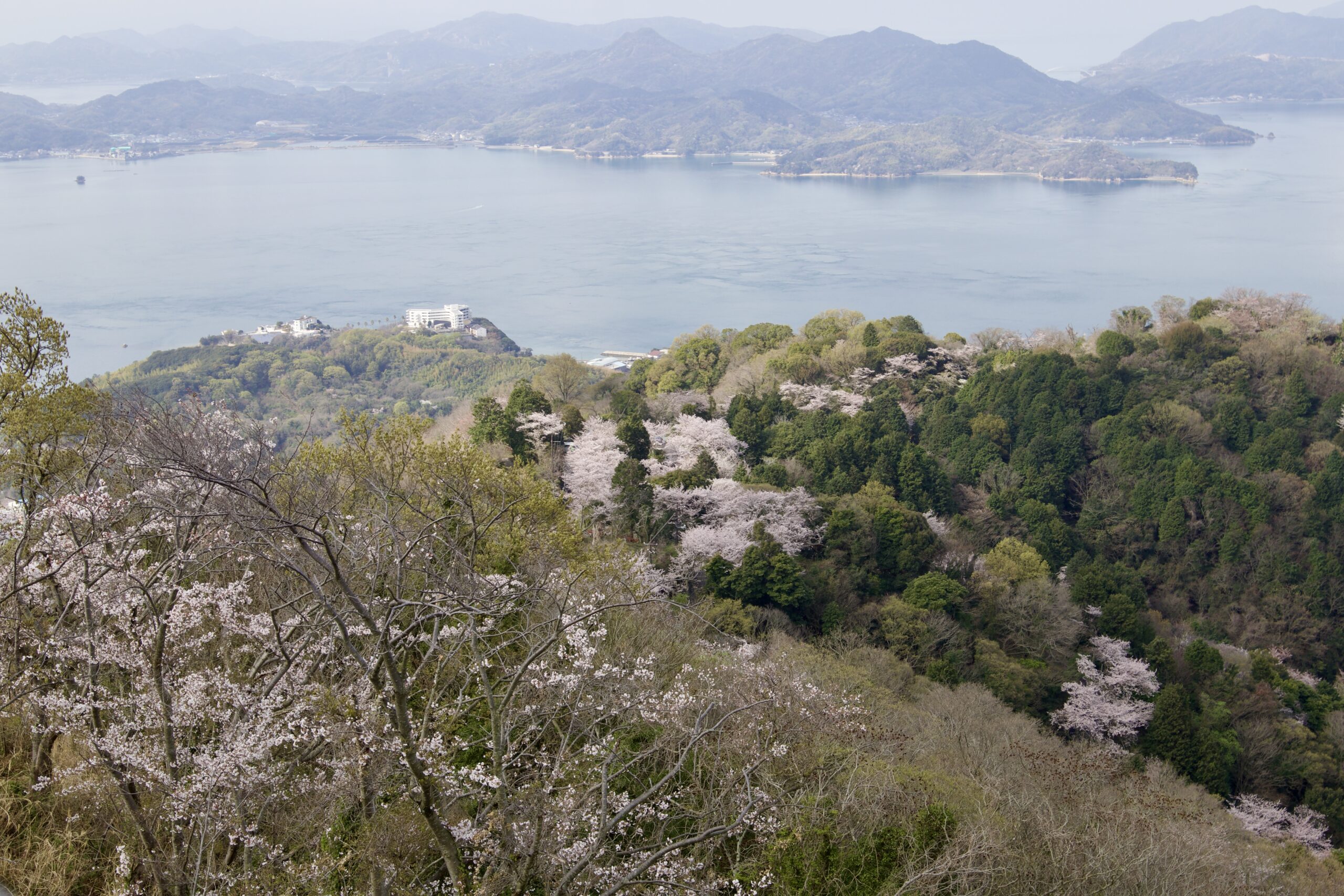岩城島の積善山から見た桜と瀬戸内海の島々