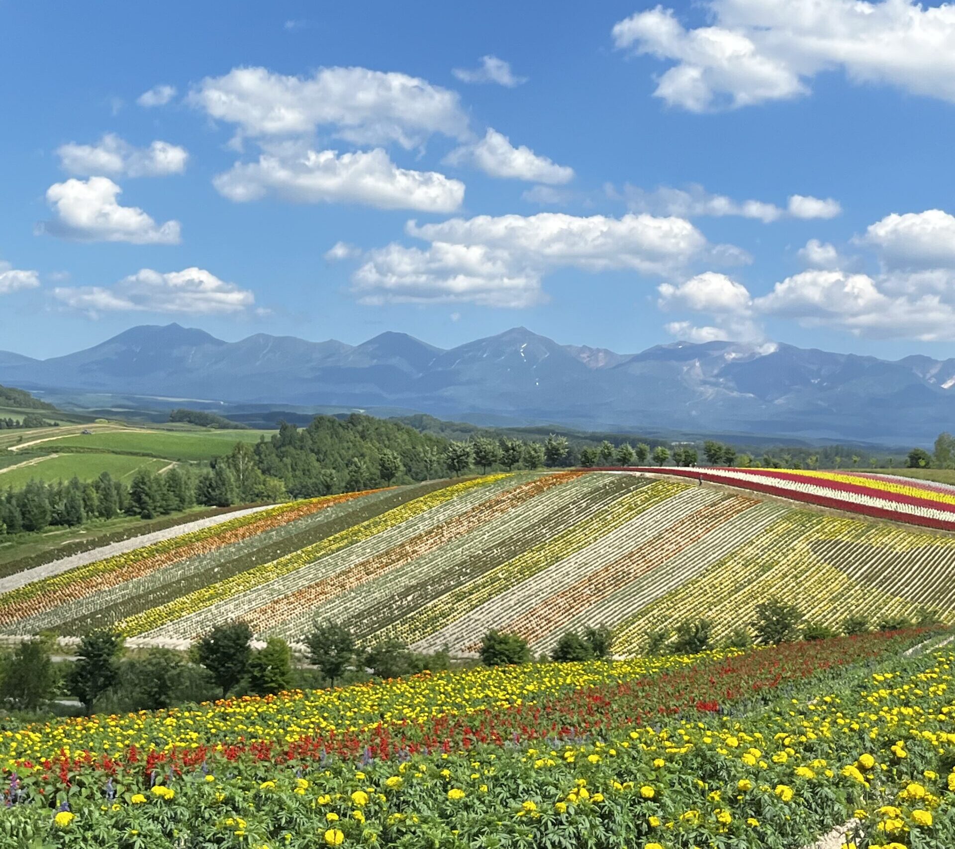 四季彩の丘を訪れた際の花畑