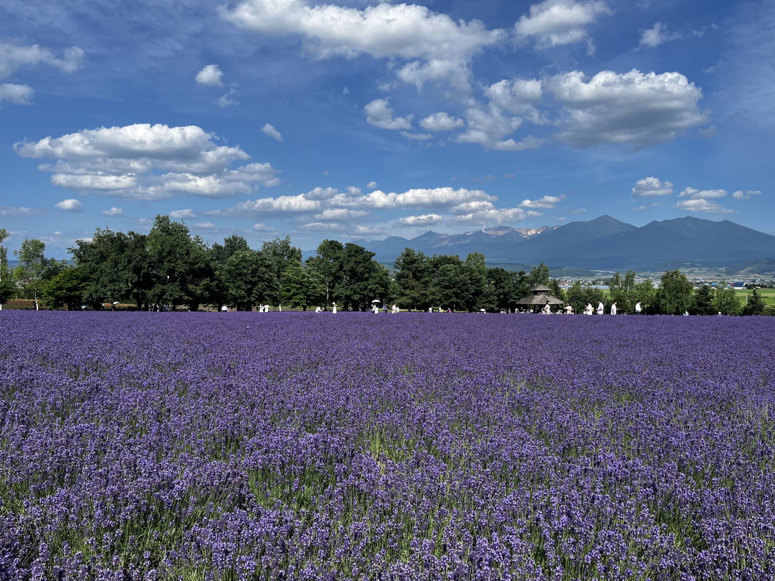 ファーム富田に広がるラベンダーと花畑