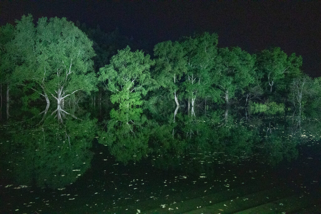 白川湖の水没林の夜間ライトアップ。照らされた木々が暗い湖面に反射する風景