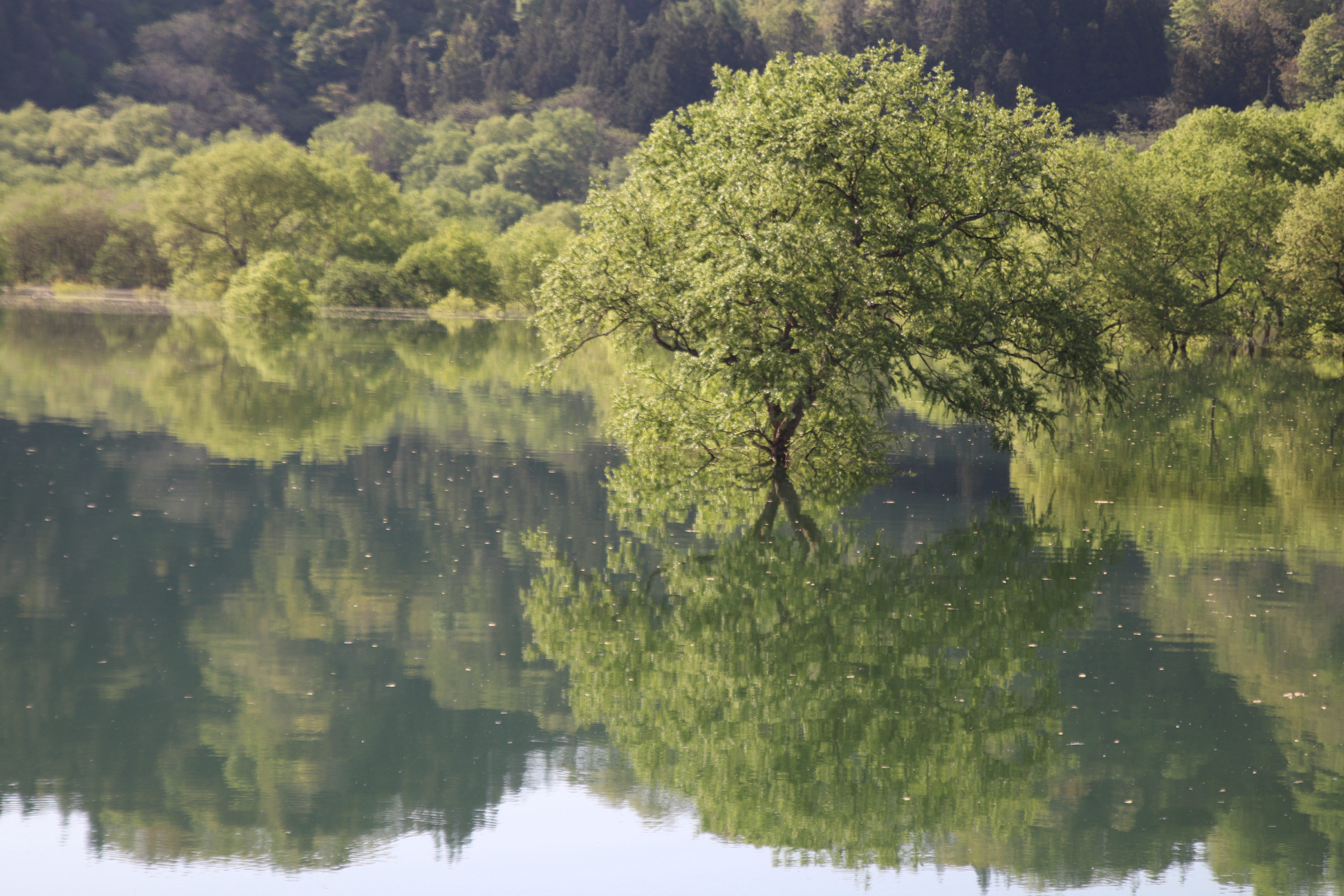 春の白川湖で、新緑の水没林が穏やかな水面に映り込む朝の風景