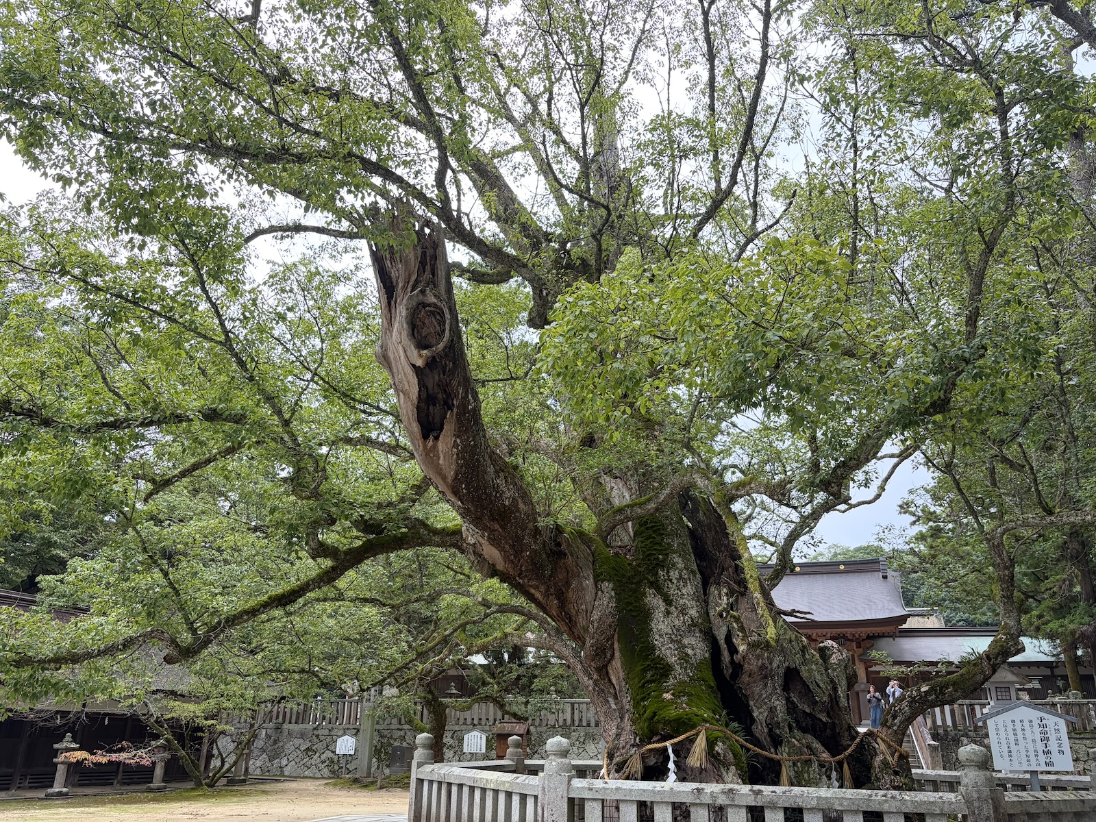 大山祇神社の境内に枝を広げる御神木の大楠