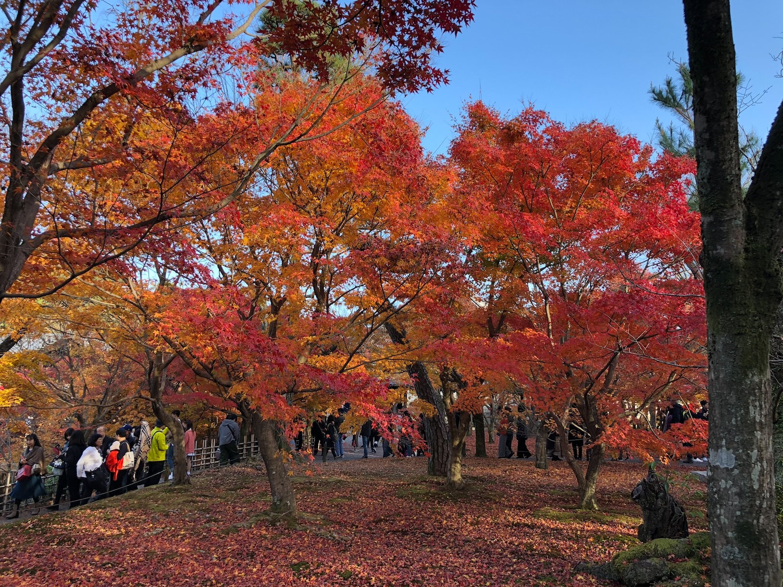 東福寺の赤や橙に色づいた木々と、落ち葉の広がる地面