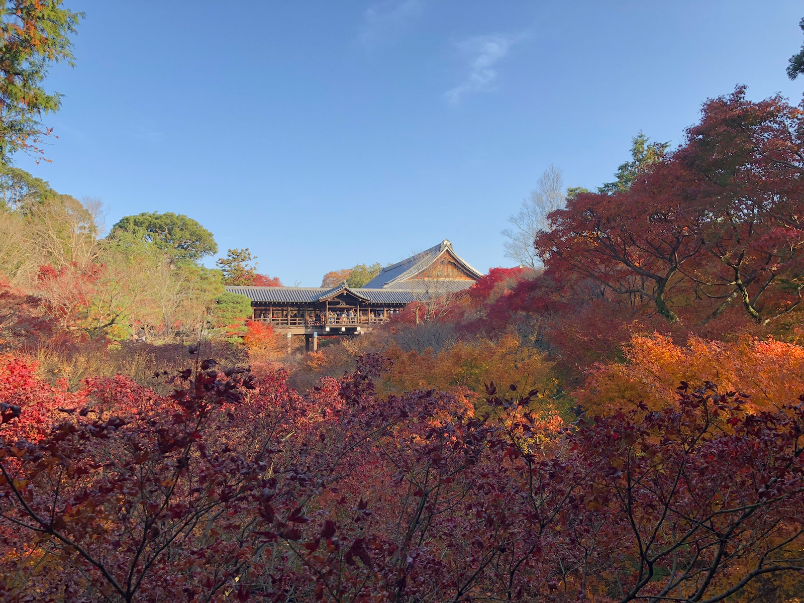 赤や橙の紅葉の向こうに見える東福寺の通天橋