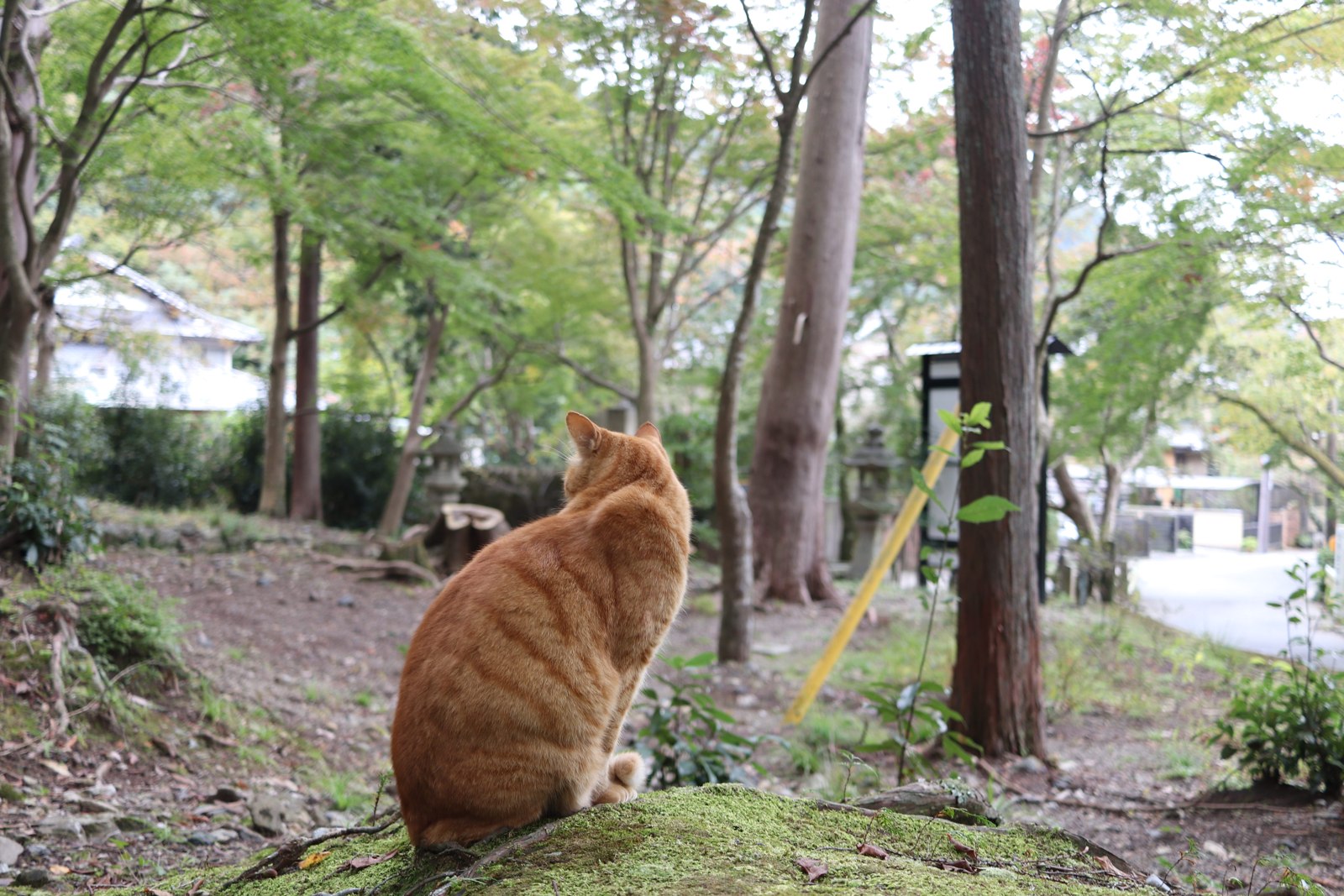 毘沙門堂の木のそばに座り、向こうを見ている茶色の猫