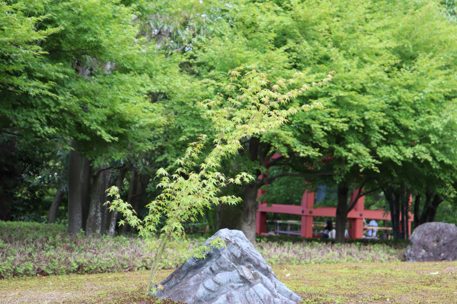 平等院の庭園に広がる緑と岩、奥に見える朱色の建物