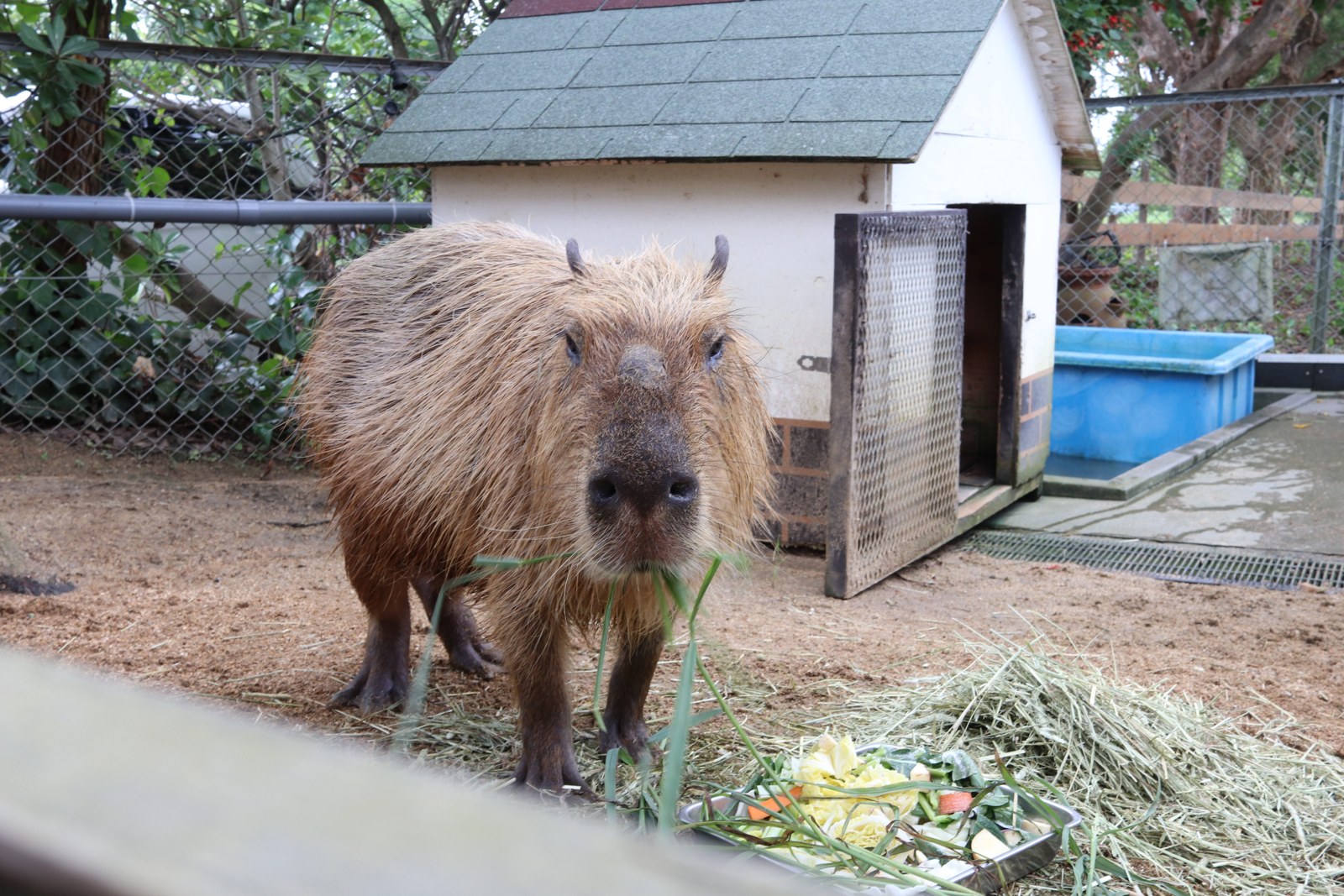 イングランドの丘で餌のそばに立つカピバラ