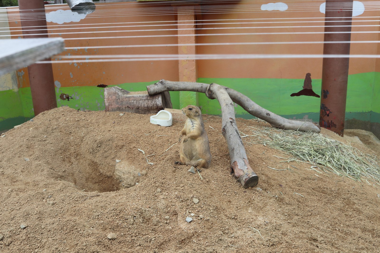 枝や小屋のある展示場で立ち上がるミーアキャット