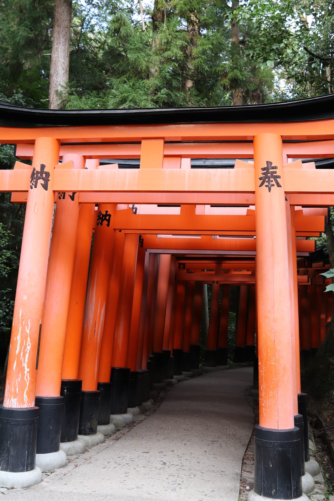 木々の下に朱色の鳥居が連なる伏見稲荷大社の参道