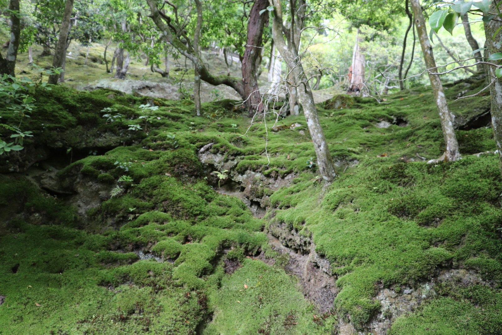 銀閣寺の苔と木々に囲まれた庭園