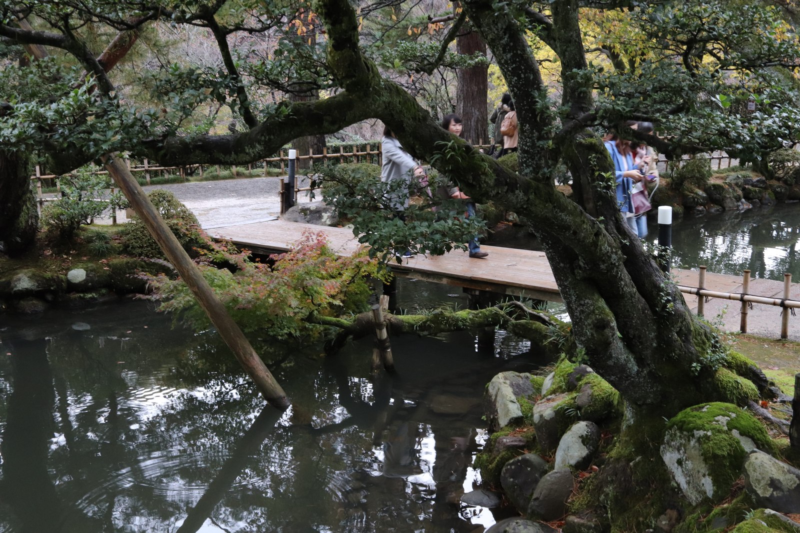 池の上に枝が伸びる兼六園の水辺と奥に見える橋