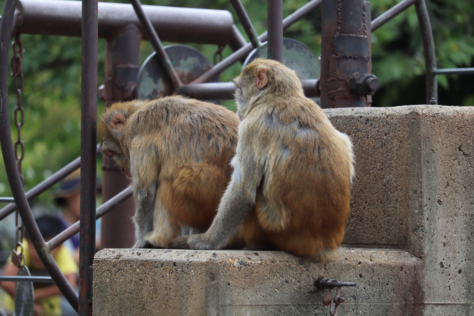 京都市動物園の石段に並んで座り、向こうを見ている2頭のサル