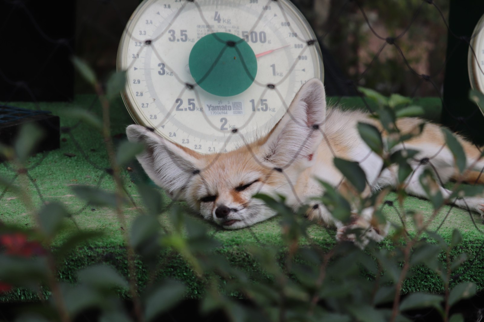 葉のそばで横になり、目を閉じているトラの顔