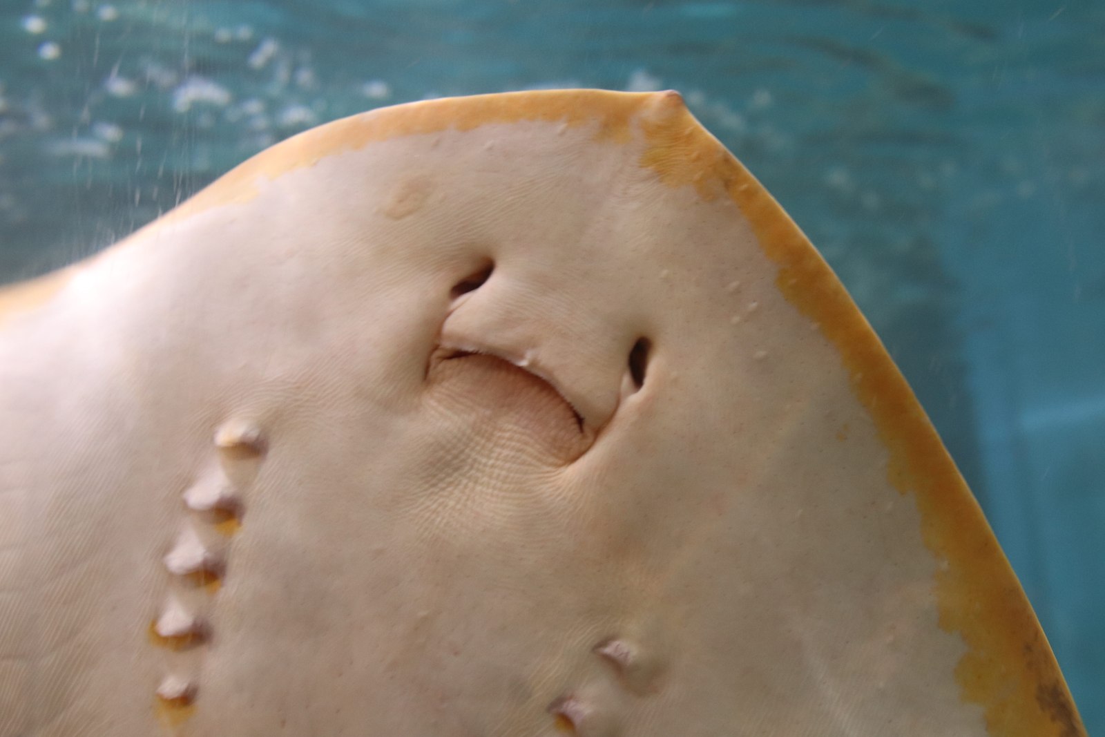 水槽のエイ