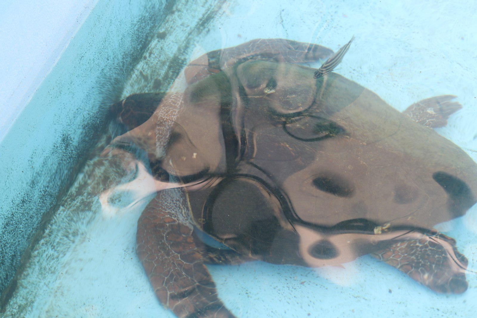 プールで泳ぐウミガメ