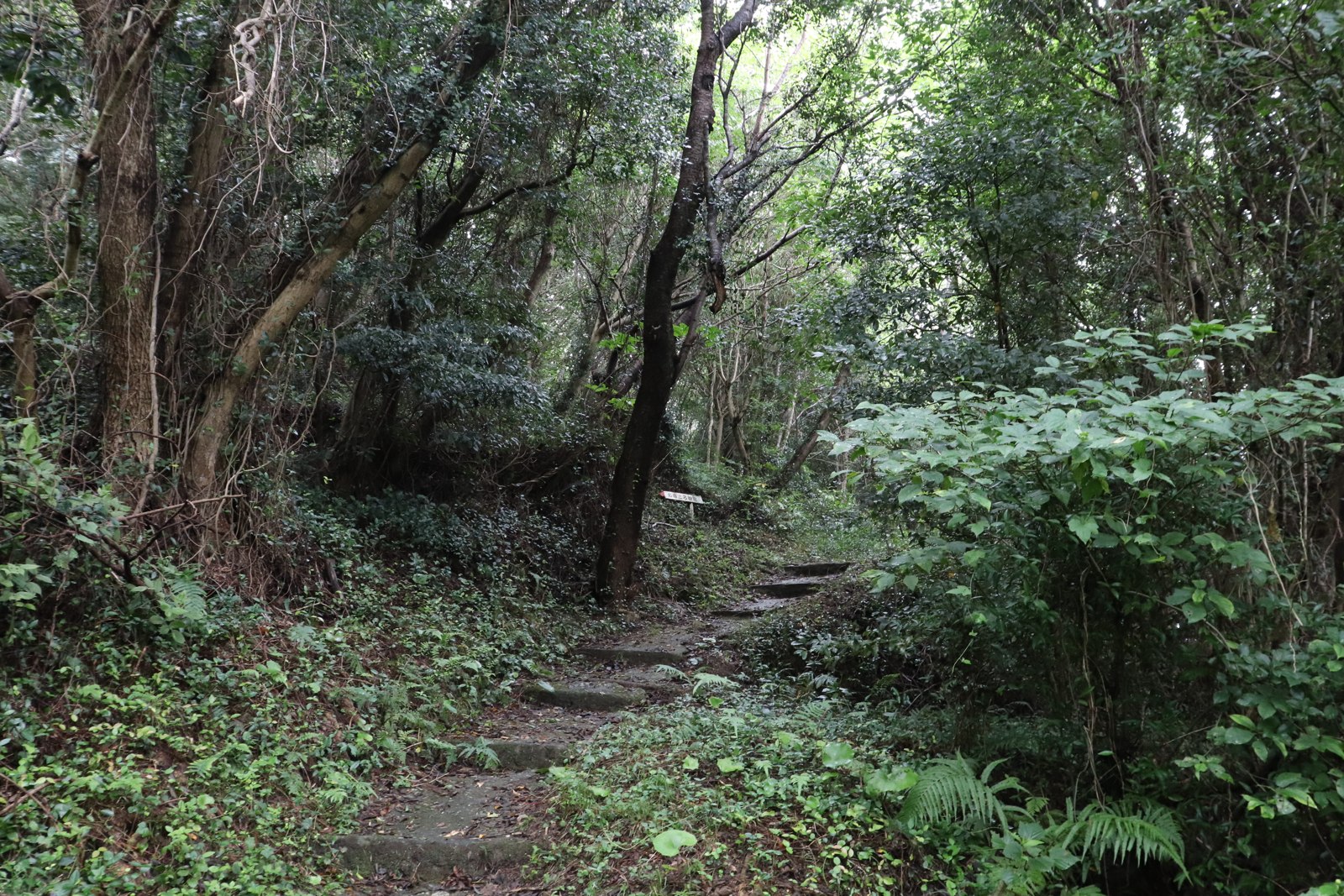 沼島のおのころ神社周辺で木々に囲まれた細い道